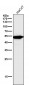 Anti-CCR2/CKR2 Rabbit Monoclonal Antibody